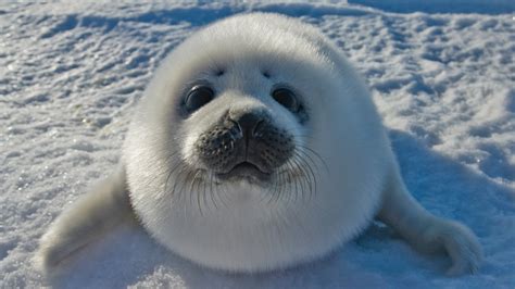 Cute Baby Seal Responds to Shell Oil Drilling (NSFW) from Funny Or