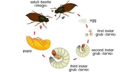 Beetle Life Cycle - Learn About Nature