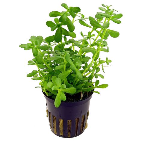 Bacopa plant Idea | chocmales