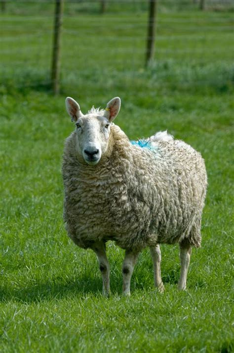 Border Leicester Sheep: Is This Dual-Purpose Breed Right For You?