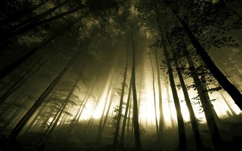 Dark Forest Fog Trees HD Wallpaper | Download HD Wallpapers