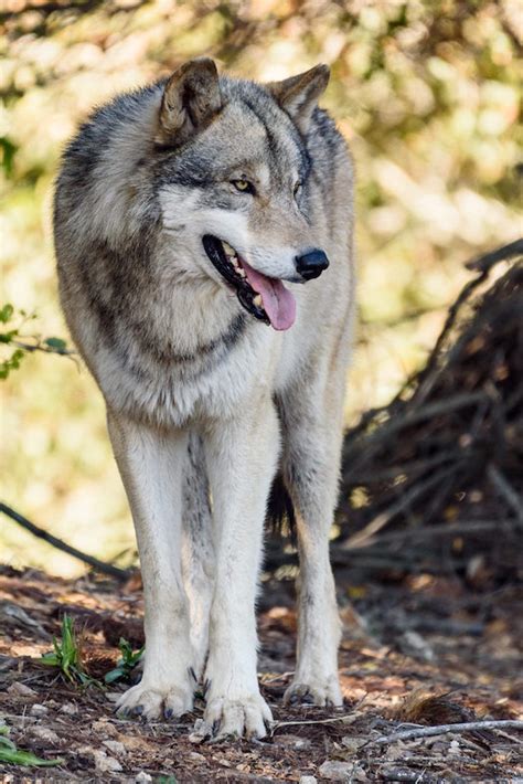 Zookeepers Help Acclimate Gray Wolves to New Habitat at Oakland Zoo’s ...