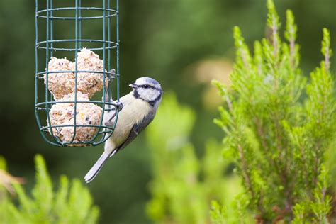 The Benefits of Feeding the Birds