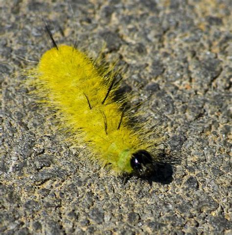 Bright Caterpillar - Acronicta americana - BugGuide.Net