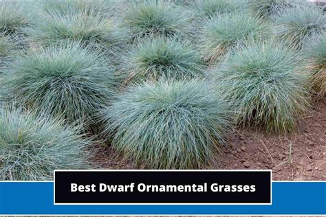 10 Best Dwarf Ornamental Grasses (With Photos)