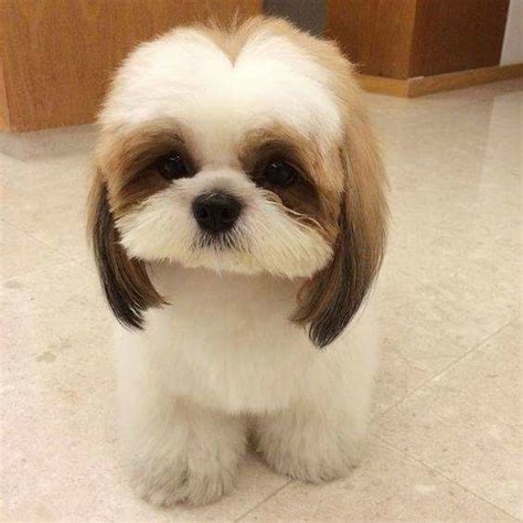 Best Templates: Teddy Bear Cut Shih Tzu