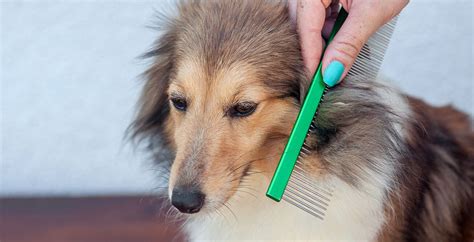 Why Your Dog's Fur Get Matted | City Line Veterinary Center