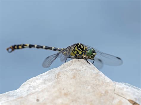 Gomphidae Imagens – Procure 496 fotos, vetores e vídeos | Adobe Stock