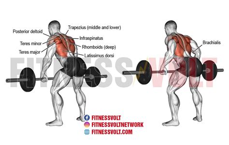 Barbell Row Muscles