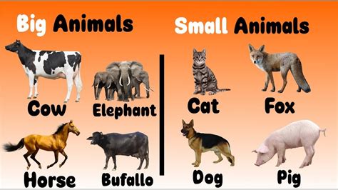 Big and small Animals - YouTube