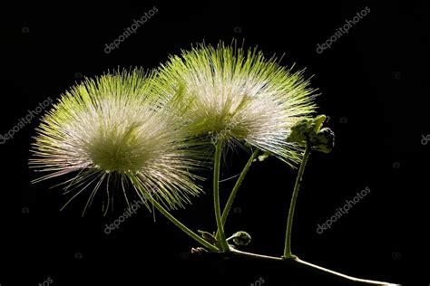 Gleditsia triacanthos flores aisladas sobre fondo negro 2022