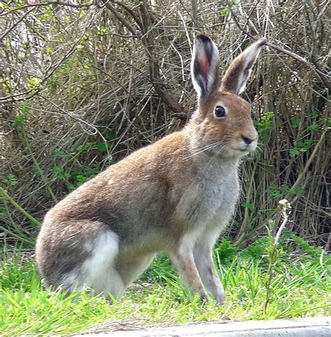 Irish Hare | Spring animals, Hare, Animals