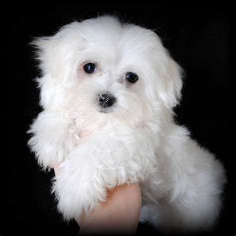 Maltese (Dog) - Puppies, Rescue, Pictures, Information, Temperament ...