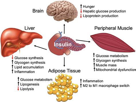 Frontiers | Metabolic Health, Insulin, and Breast Cancer: Why ...