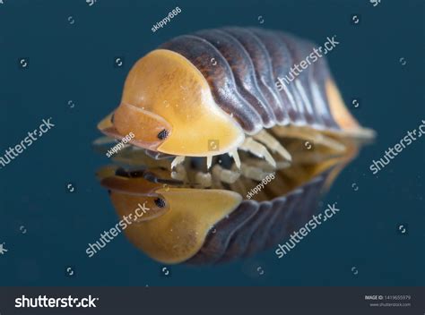 51 Rubber Ducky Isopod Images, Stock Photos & Vectors | Shutterstock