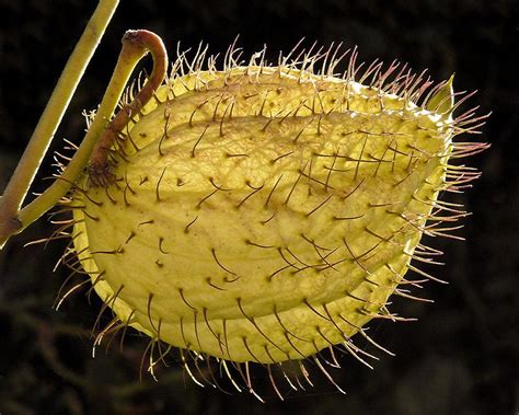 Swan Plant Seed Pod | Seed pods, Unusual flowers, Unusual plants