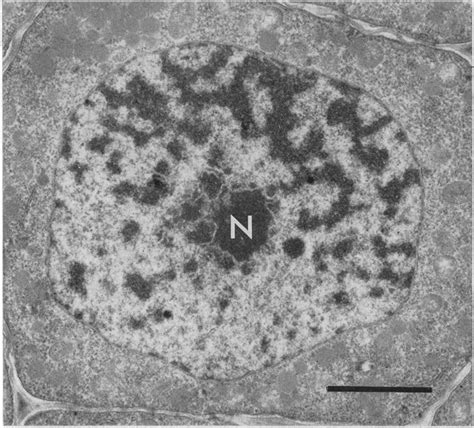 -An electron micrograph of a barley nucleus including a nucleolus (N ...