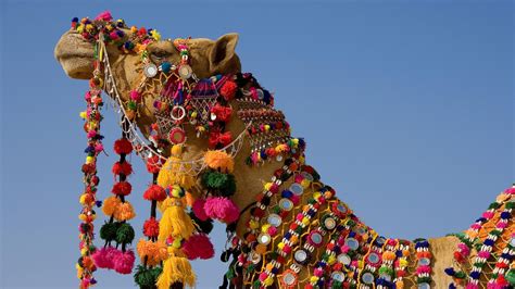 Vibrant Decorated Camel - 4K Ultra HD Wallpaper