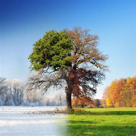 Winter-autumn-spring-summer-tree | The Humble "I"