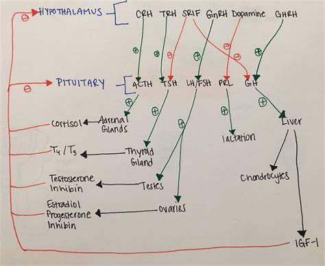 Hormones Hypothalamus And Pituitary Gland Diagram