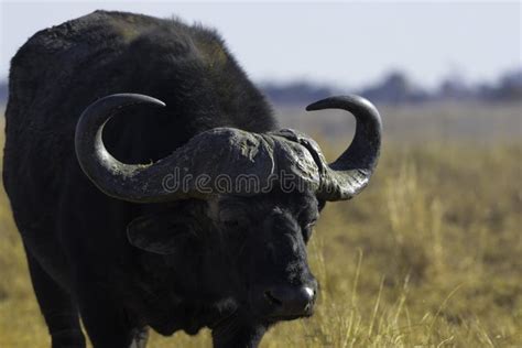 African Buffalo Bull Portrait with Big Horns Stock Photo - Image of ...