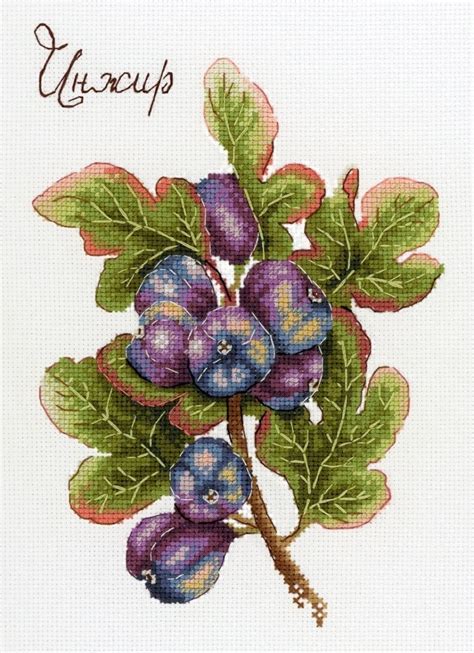 Gifts of nature. Figs Cross Stitch Kit, code NV-768 MP Studia | Buy ...