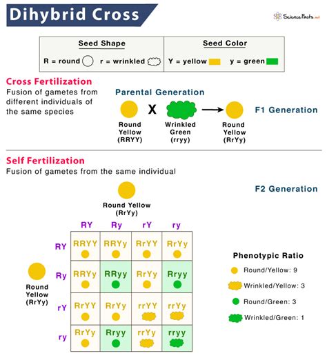 Blank Dihybrid Punnett Square