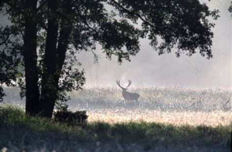 Jagd- und Wildtiermanagement in Biosphärenreservaten - Nationale ...