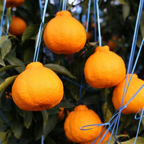 Jeju citrus fruit variety delivers juicy, sweet and sour oranges - Asia ...