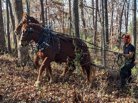 Harnessing horsepower for land stewardship - Triangle Land Conservancy