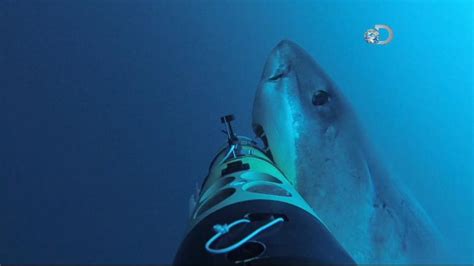 Great White Shark Attack Caught on Camera Video - ABC News