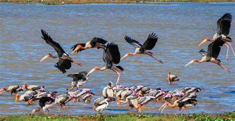 Kumana National Park, Eastern Province, Sri Lanka - Book Tickets ...