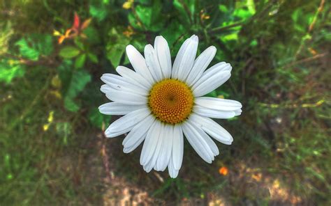 Really Big Daisy, flower, garden, park, daisy, HD wallpaper | Peakpx