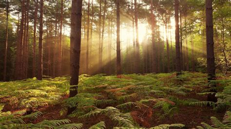 Dense woods scenic wallpaper Desktop Background Scenery