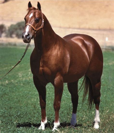 Doc Bar - The Horse Who Revolutionized The Cutting Industry ...