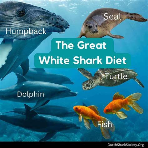 What Do Great White Sharks Eat? - Dutch Shark Society