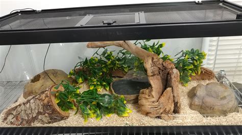 New corn snake. How's my setup? : cornsnakes