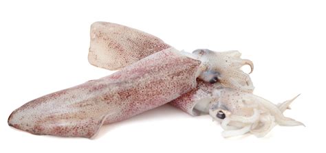 SQUID (LOLIGO SPP) – Thai Unifood Services