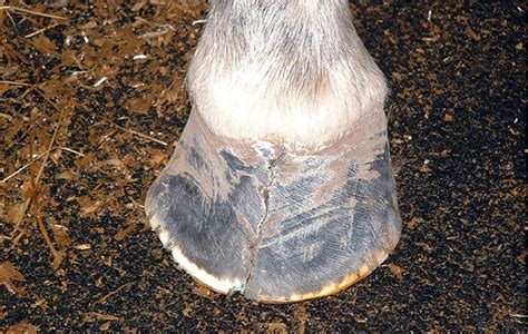 Upright Hoof Therapy