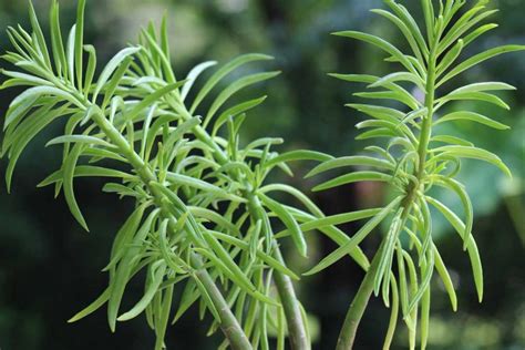 Happy Bean Plant Care Guide (Peperomia Green Bean) - Geeky Greenhouse