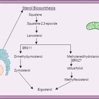 Antifungal azoles and azole resistance in the environment: current ...