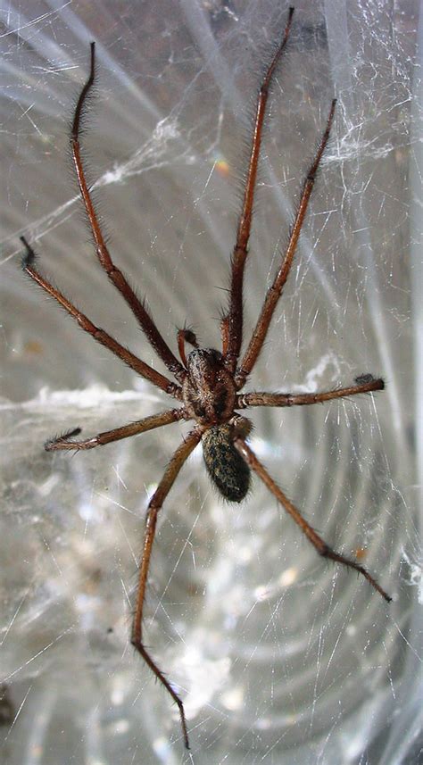 Giant house spider - Wikipedia