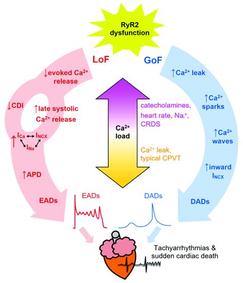 Simplified schematic to illustrate the proposed pathways linking RyR2 ...