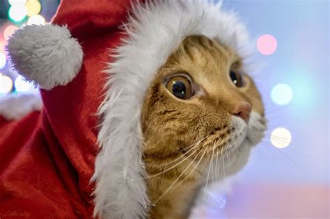 16 Adorable Christmas Cat Pictures - That Cuddly Cat