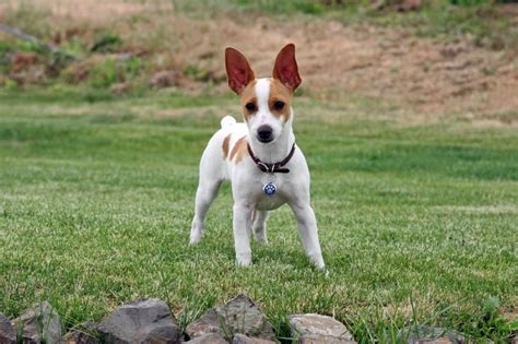 Rat Terrier Dog Pictures [Slideshow]