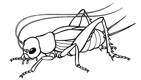 Cricket Insect Drawing