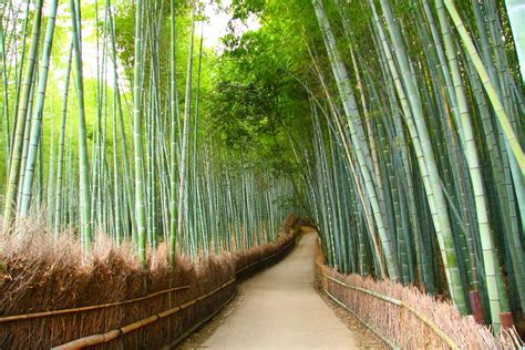 Arashiyama Bamboo Grove Walking Tour - Inside Kyoto