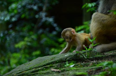 Zhangjiajie National Forest Park in China - photos and description