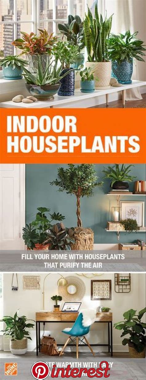 Indoor Plants - Garden Plants & Flowers - The Home Depot Indoor Plants ...