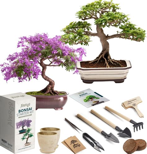 Amazon.com : REALPETALED Bonsai Starter Kit – Japanese Bonsai Tree Kit ...